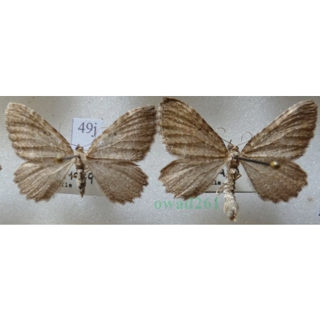 Philereme vetulata (Denis & Schiffermüller, 1775) pair Paśnik kłębiniec Czech49j